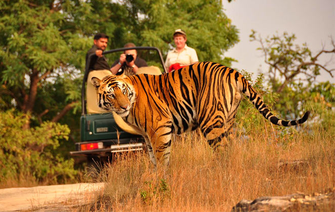 Holy Tiger Gujarat Wildlife & Heritage Tour